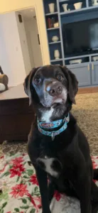 Dodge in living room